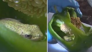 الضفدع داخل ثمرة الفلفل السليمة