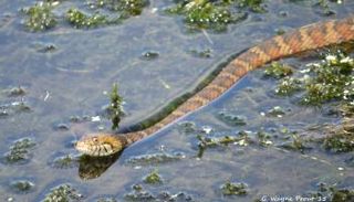 ثعابين فلوريدا المائية