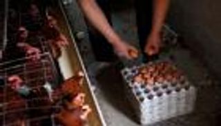 الدواجن الأمريكية تعود للصين بعد حظر دام 5 سنوات