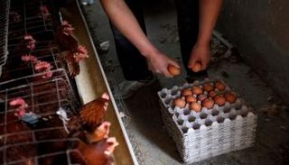  مزرعة دواجن في ضواحي شنغهاي - رويترز