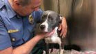 السجن سنة لأمريكي عامل حيوانا بقسوة