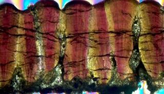 قشور بيض ديناصور في المقطع العرضي تحت المجهر 