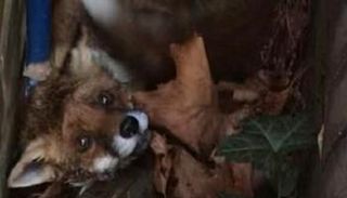 الثعلب بعد تحرره من الزجاجة