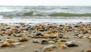 مئات الآلاف من بلح البحر ميتة على شاطئ بنيوزيلندا
