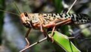 سلاح الجو الأردني جاهز لقهر الجراد