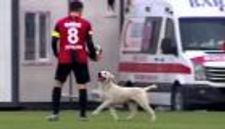 فيديو.. شغف كلب يتسبب في إيقاف مباراة