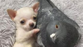 لوندي وهيرمان - سي إن إن