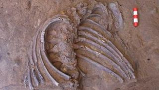 هيكل عظمي للإنسان البدائي (نياندرتال) عثر عليه في كردستان العراق