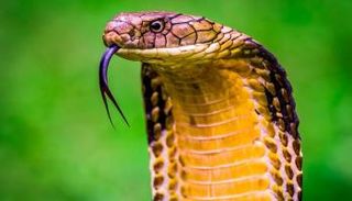 سم الثعبان القاتل يستهدف الأورام السرطانية