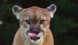 الأسد يزن نحو 160 رطلا - أرشيفية