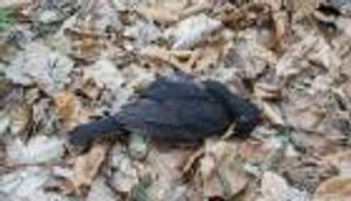 مبيدات "كورونا" تقتل الطيور والحيوانات البرية