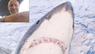 نيوزيلندي يلكم قرشا أبيض عضه في ذراعه 