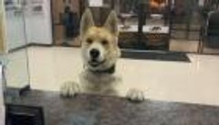 كلب يلجأ للشرطة بحثا عن منزله