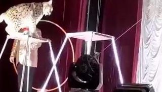 القط والمدرب في السيرك