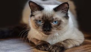 يأتي الترشيح بهدف لفت الانتباه إلى ظروف الحيوانات وحقوقهم