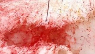 مجموعة من الثلوج الحمراء تشكلت على محطة "فيرنادسكي" بالقطب الجنوبي