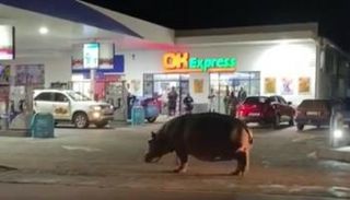 فرس النهر يسير أمام محطة الوقود