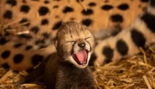 الشبلان وهما ذكر وأنثى ولِدا للأم "إيزي" ذات الثلاثة أعوام