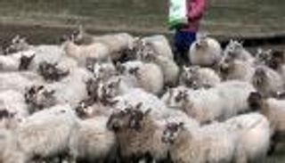 أقر بذنبه.. تغريم مربي مواش "لكم" خروفين 