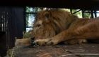 العثور على أشلاء عامل بحديقة حيوان باكستانية بحظيرة الأسود