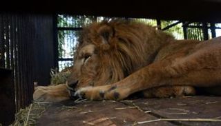 أسد في حديقة حيوانات - أرشيفية