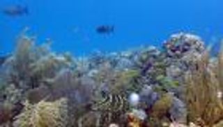 3.5 مليون دولار منحة إماراتية لترميم شعاب مرجانية في فلوريدا 