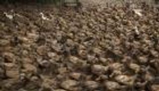 الصين ترسل "جيش البط" لمحاربة الجراد في باكستان