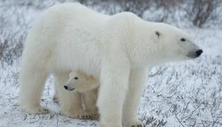 الدببة الذكور تصطاد الإناث التي ترعى الصغار