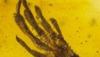 قطعة عنبر تحفظ سحلية 20 مليون عام 