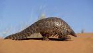 الصين تواجه "كورونا" بمنع تناول الحيوانات البرية