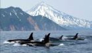 تغيير الجلد وراء هجرة الحيتان