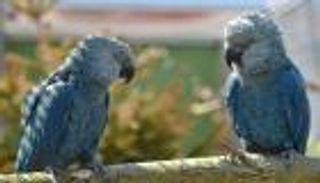 50 ببغاء في مهمة لإنقاذ فصيلة من الانقراض بالبرازيل