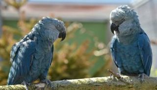 ببغاء "سبيكس" 