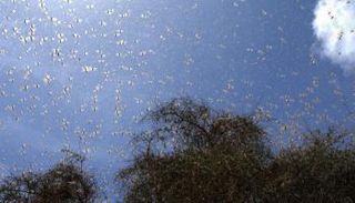 أسراب جراد تهاجم محافظات جنوب إيران