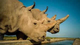 وحيد القرن الأبيض الشمالي