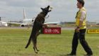 "شقاوة" كلب تغير وظيفته.. من البحث عن المجرمين لمطاردة الطيور
