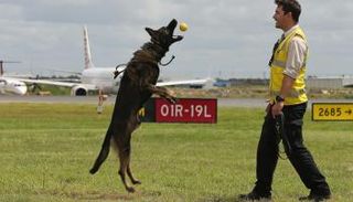 الكلب "أوزي" مع مالكه جاكسون رينج أثناء التدريب