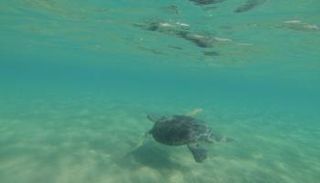 سلحفاة البحر