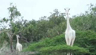  الزرافة البيضاء وصغيرها 