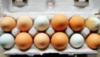 الدجاج المنتج للبيض البني يعاني "معاملة قاسية" 