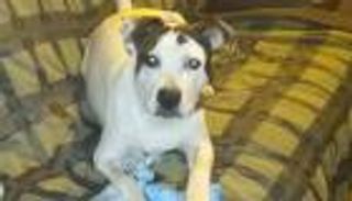 بطولة ووفاء.. نباح كلب ينقذ صاحبه من موت محقق