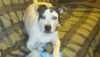 الكلب البطل "تشارلي" 