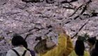 ضوابط لاحتفالات تفتح زهر الكرز في طوكيو خشية كورونا
