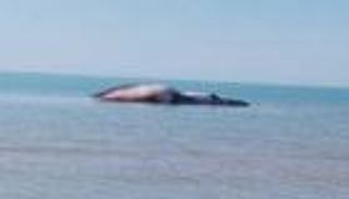 جثة ضخمة لحوت غامض تظهر في إيران