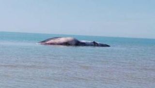 جثة الحوت الغامض راكدة بسواحل محافظة بوشهر