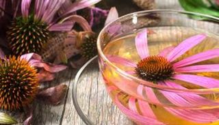 عشبة الإخيناسيا أو حشيشة القُنفذ تقوي المناعة ضد الفيروسات - أرشيفية