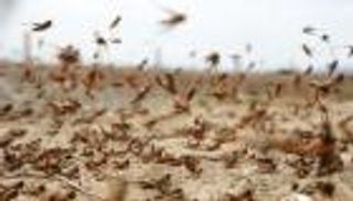 400 مليار جرادة تتجه نحو تركيا.. والأمم المتحدة تحذر