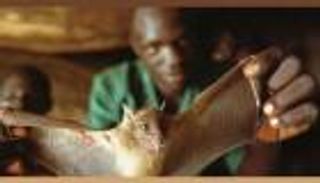 ألمانيا تستعين بالخفافيش للقضاء على كورونا