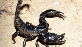 العقرب الهندي 