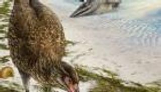 العثور على أقدم حفرية لطائر في عصر الديناصورات